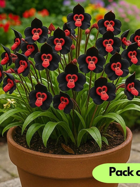 Rare Monkey Face Seeds Pack of 2