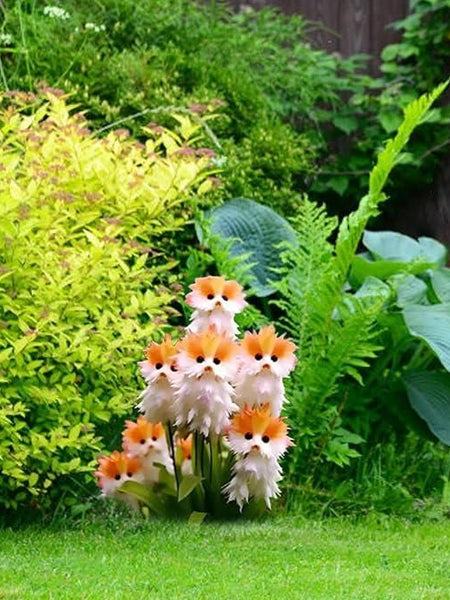 Cat Eye Dazzle Seeds + Plant Growth Serum Free