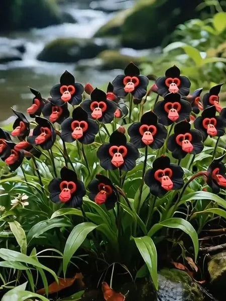 Rare Monkey Face Seeds Pack of 2