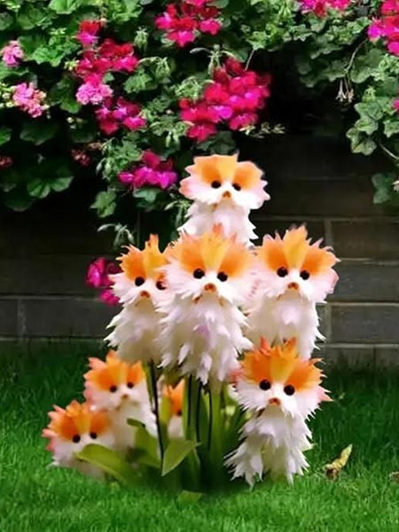 Cat Eye Dazzle Seeds + Plant Growth Serum Free